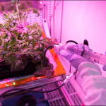 Astronaut-salad